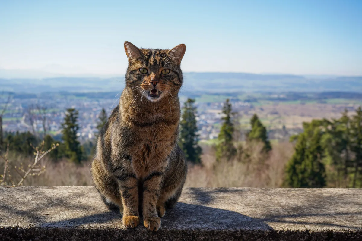 Man sieht eine Katze auf einer Steinmauer. 